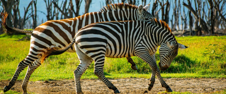 2 Days 1night Lake Nakuru