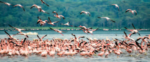 Read more about the article Lake nakuru National Park