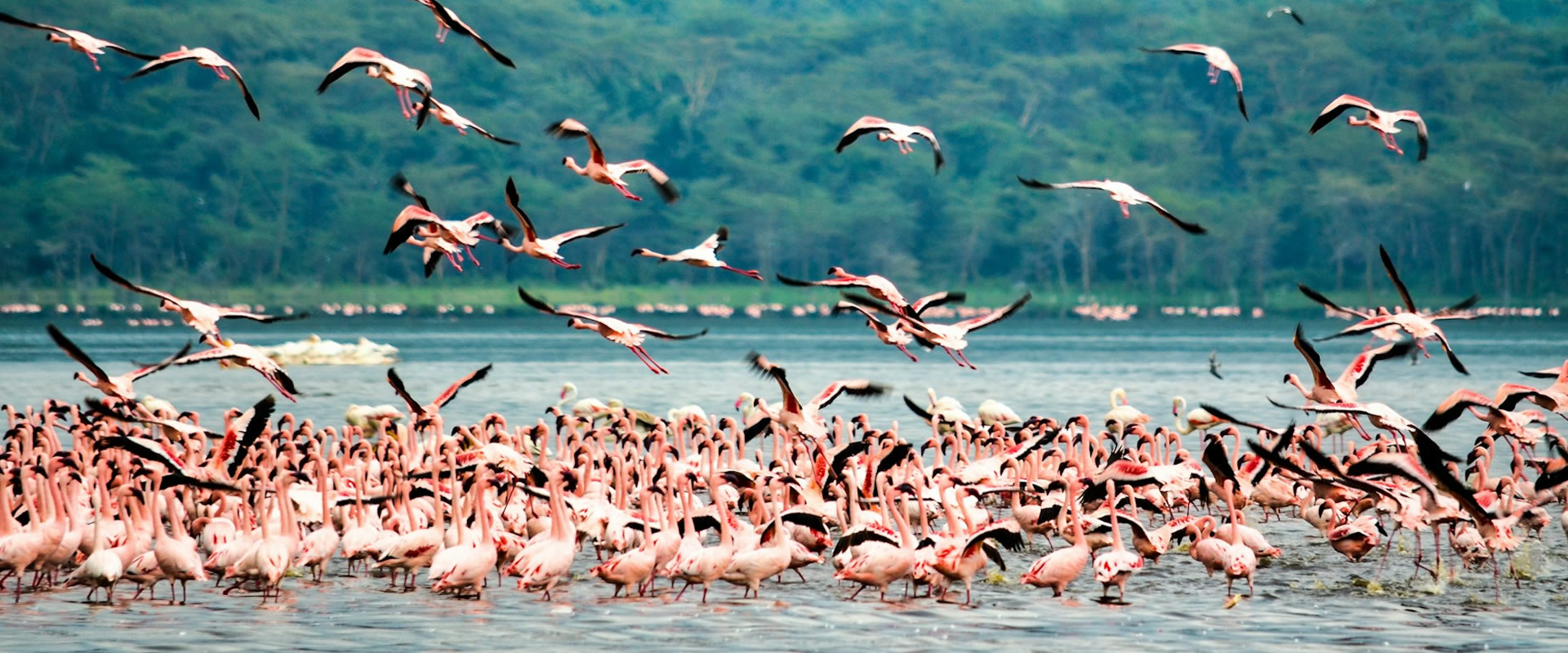 Read more about the article Lake nakuru National Park