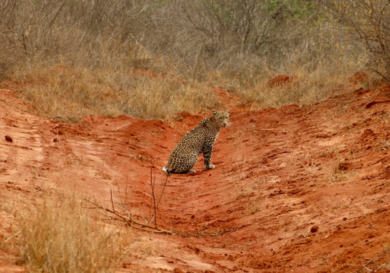 3 Days Amboseli and Tsavo east