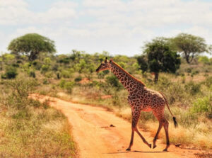 Read more about the article Tsavo East National Park