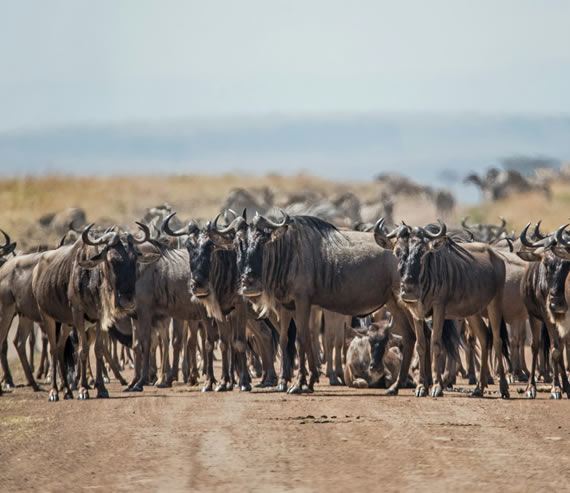 3 days maasai mara