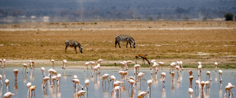 8 Days Amboseli, Lake Nakuru, Masai Mara and Lake Naivasha Safari