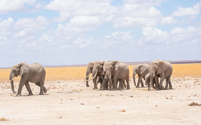 amboseli