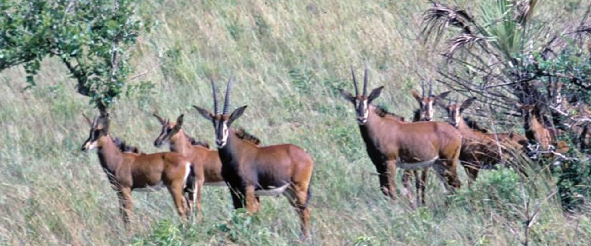 Read more about the article 1 Day Shimba Hills.