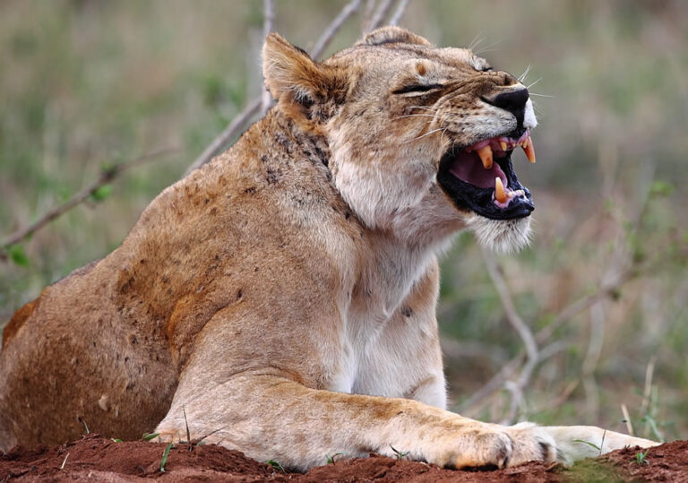 tsavo west national park